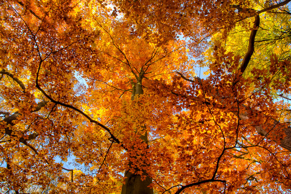Herbstlaub im Harz