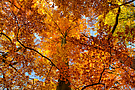 Herbstlaub im Harz