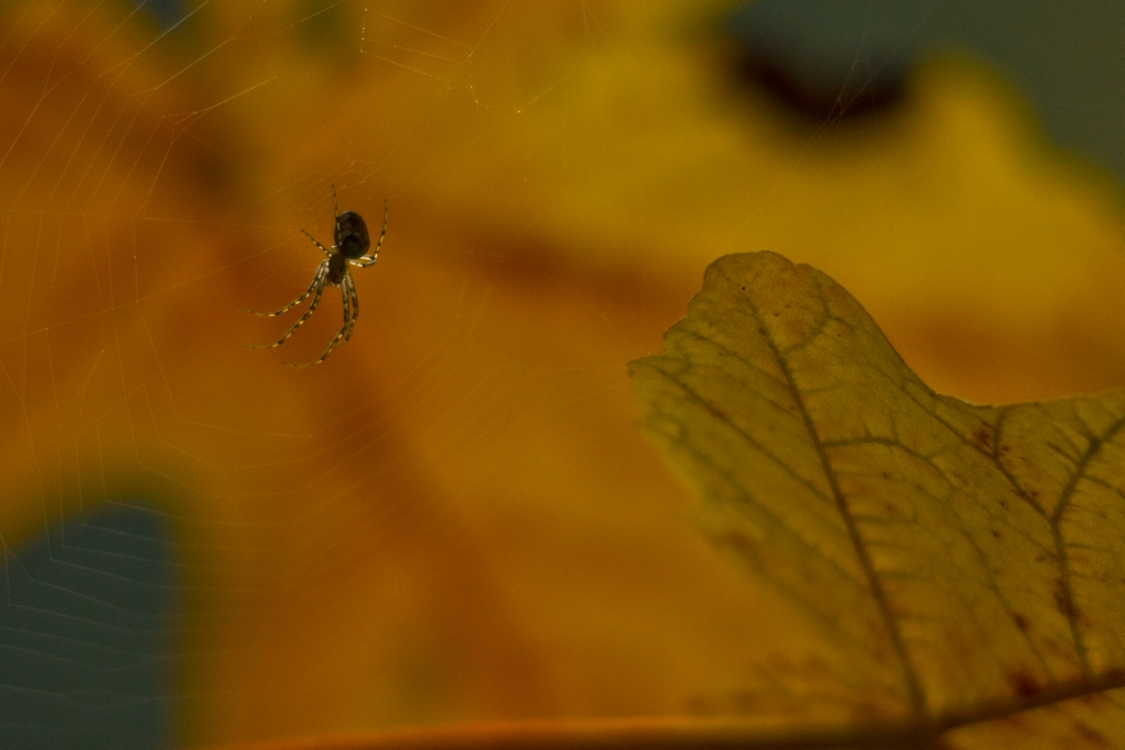 Im herbstlichen Gegenlicht...