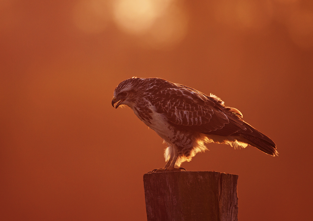 Mäusebussard im Abendlicht