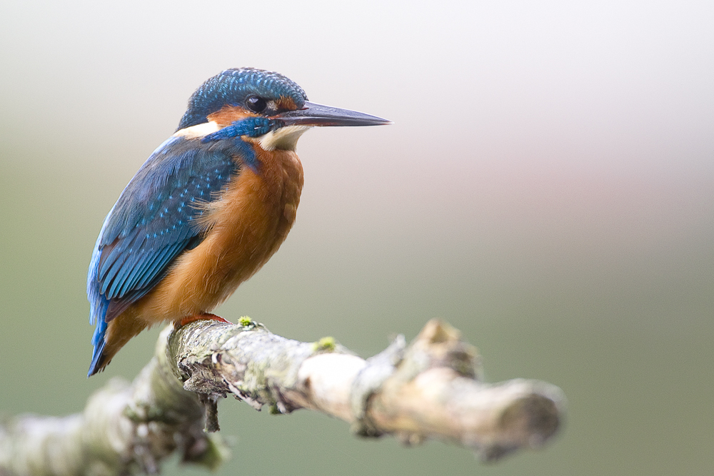 Eisvogel – Auge in Auge