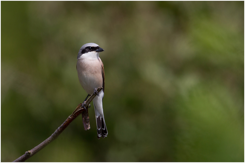 Neuntöter (Lanius collurio)-Rotrückenwürger