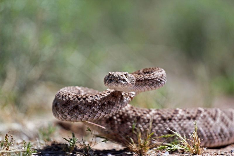 Westliche Diamantklapperschlange (Crotalus atrox)