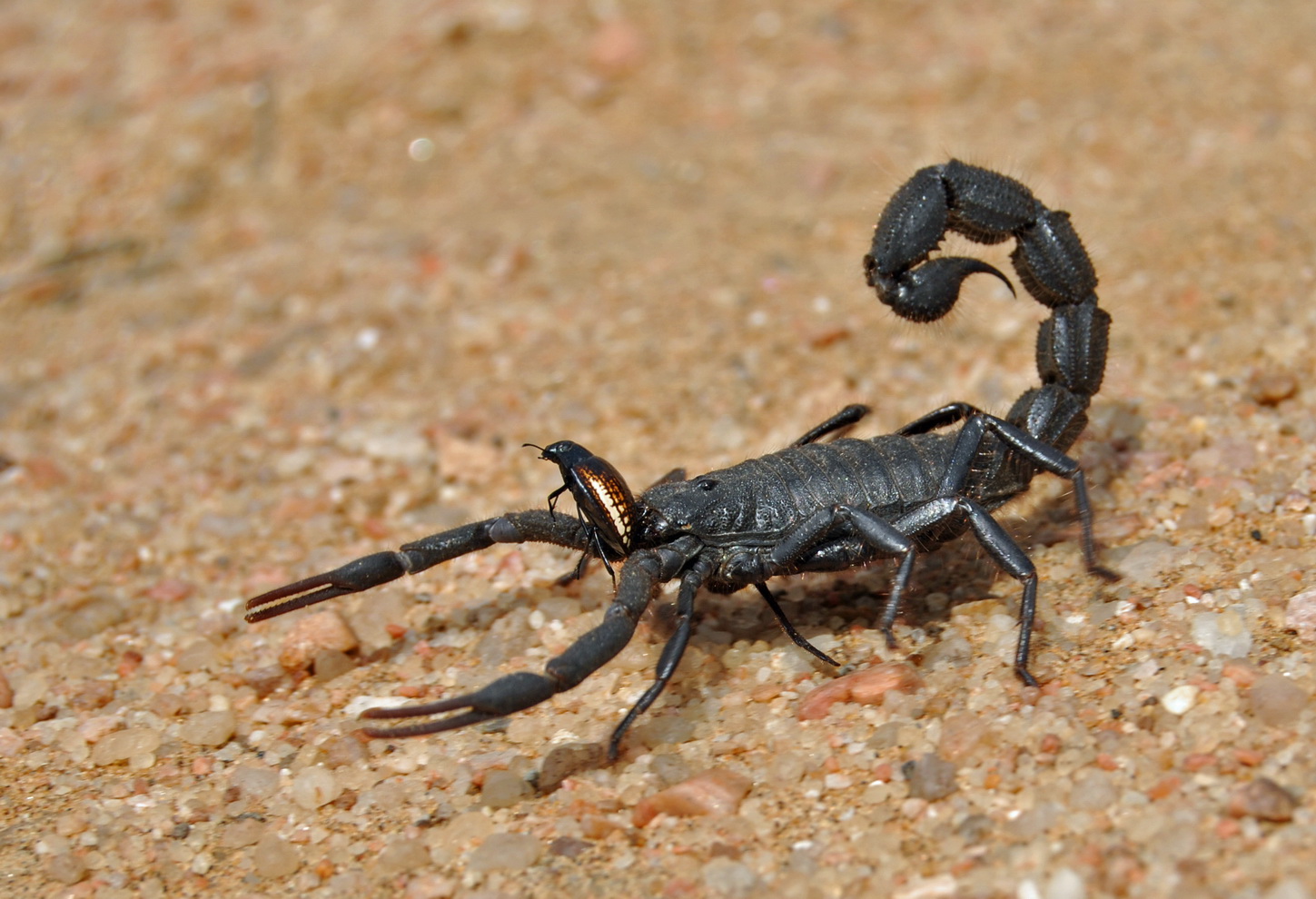 Скорпион паукообразный. Скорпионы паукообразные. Parabuthus villosus. Южноафриканский длиннохвостый Скорпион. Мегрельский Скорпион.