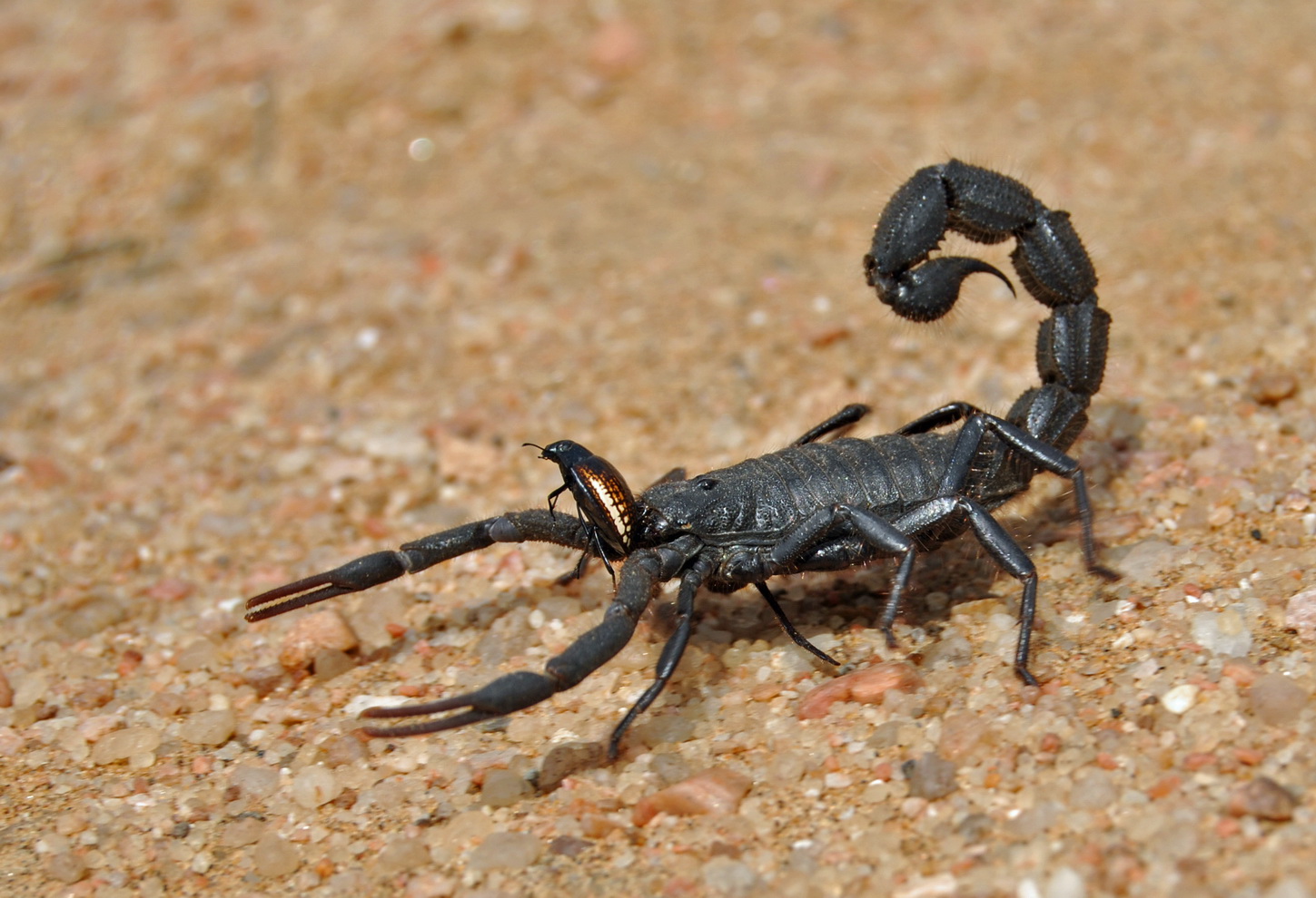 skorpion-forum-f-r-naturfotografen
