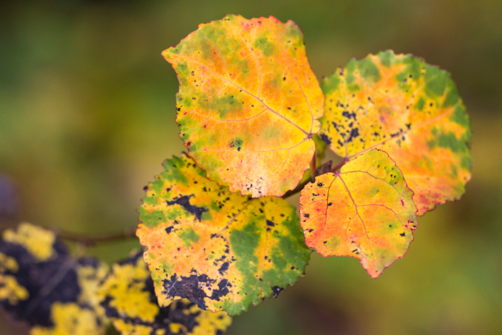 Herbstblätter der Zitterpappel