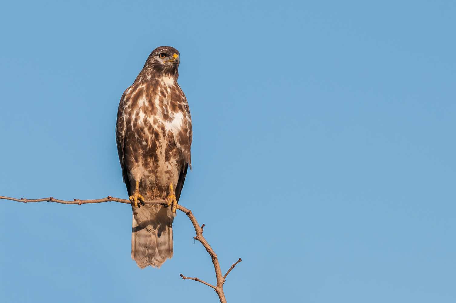 Mäusebussard (Buteo buteo)