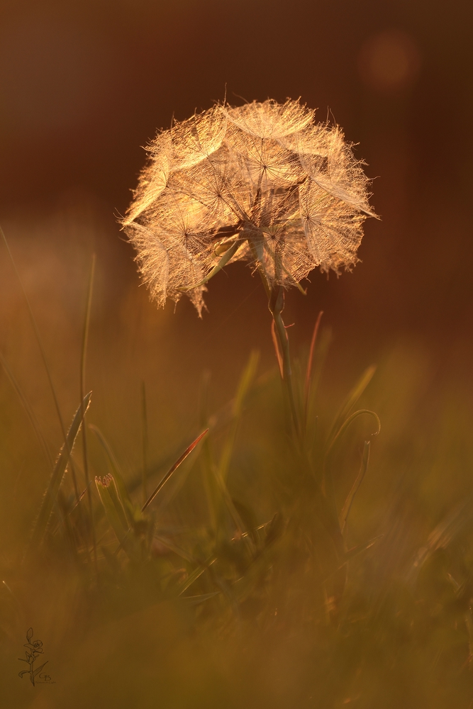 ~Pusteblume~