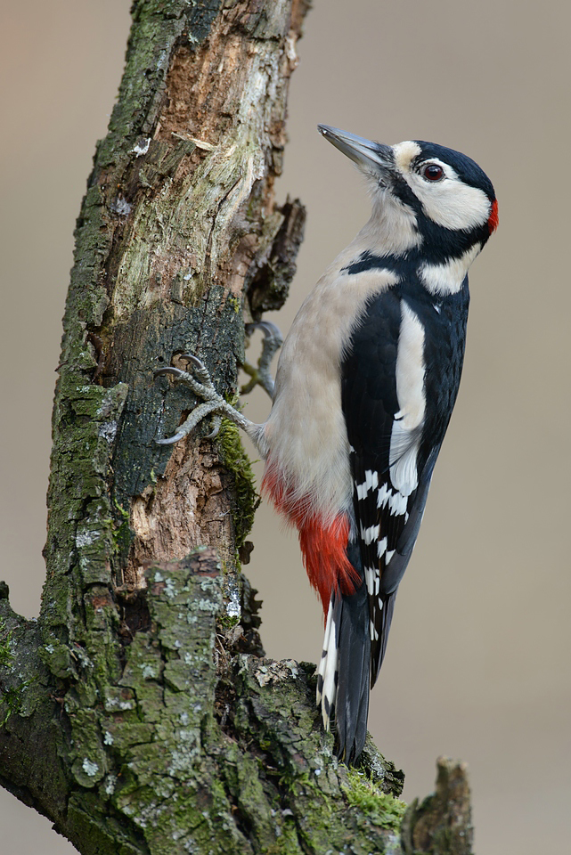 Buntspecht (Dendrocopos major)