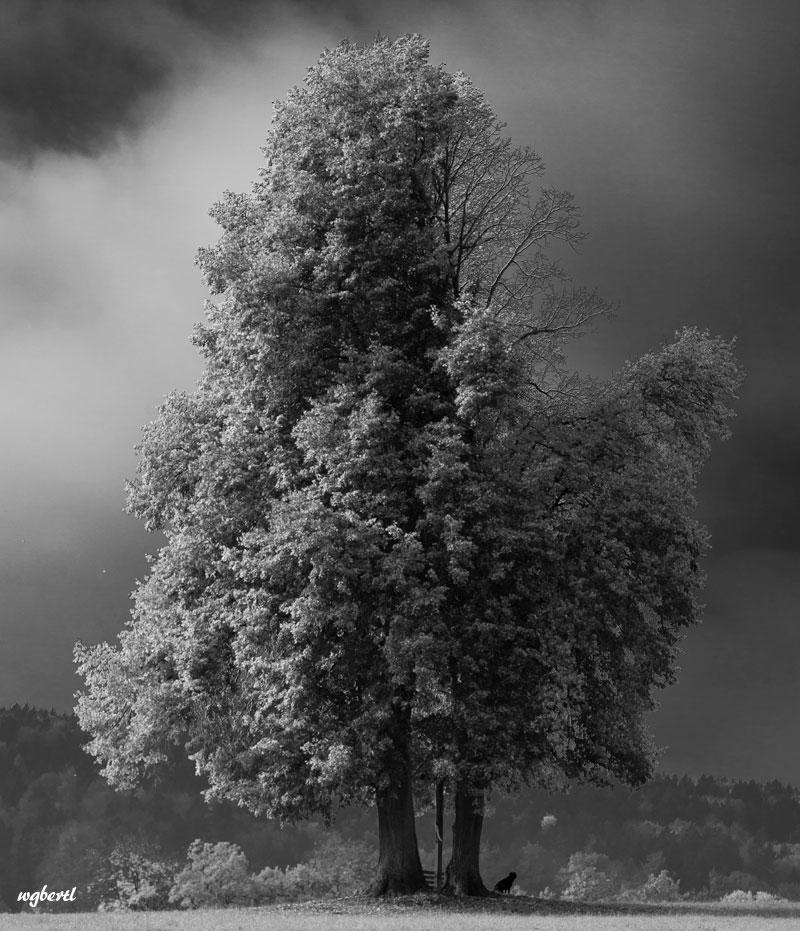 Stille