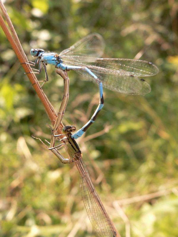 Federlibelle, Paarungsrad