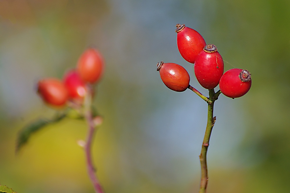 Herbstgruß