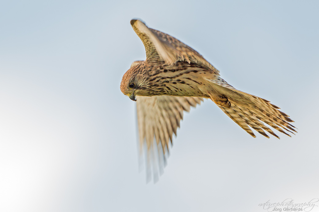 Turmfalke