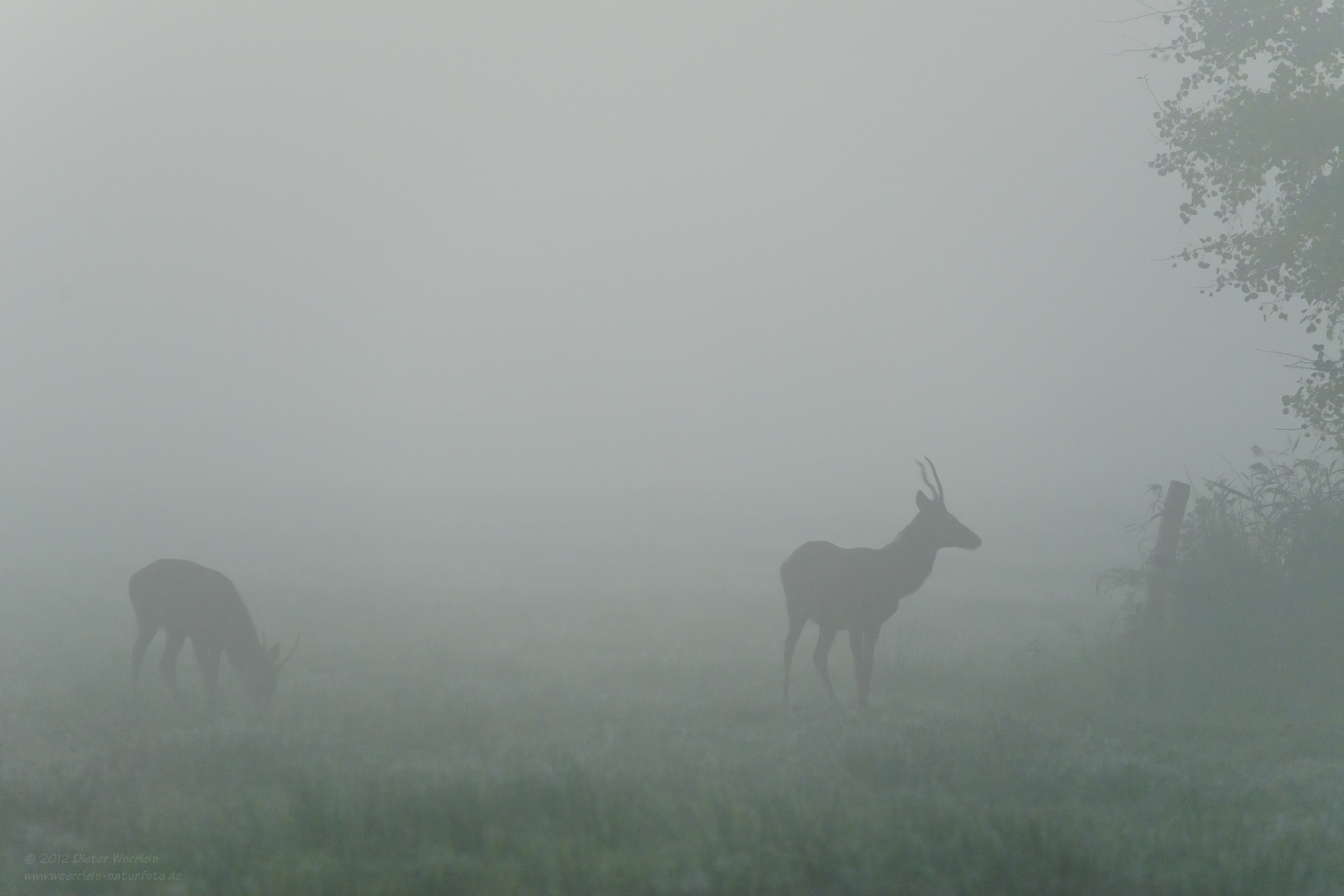 Spießer im Morgennebel