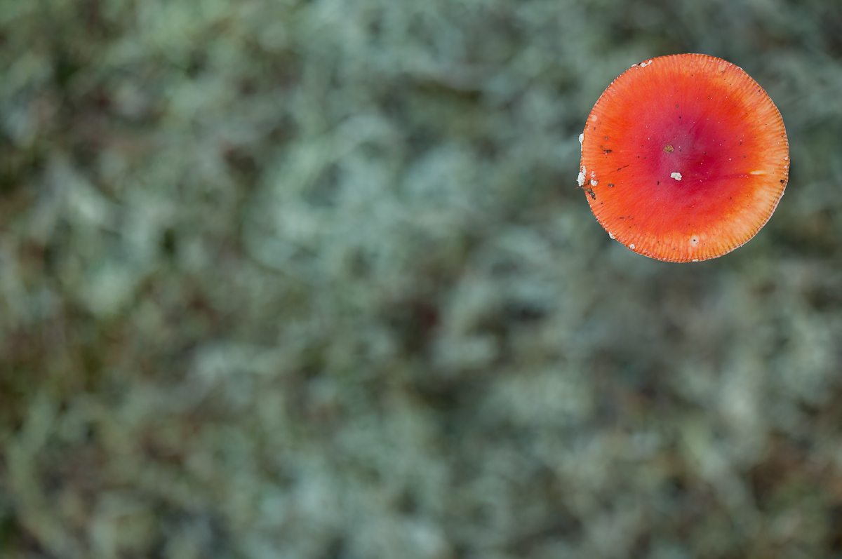 Blutmond