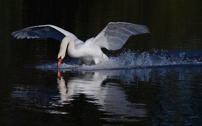 Höckerschwan