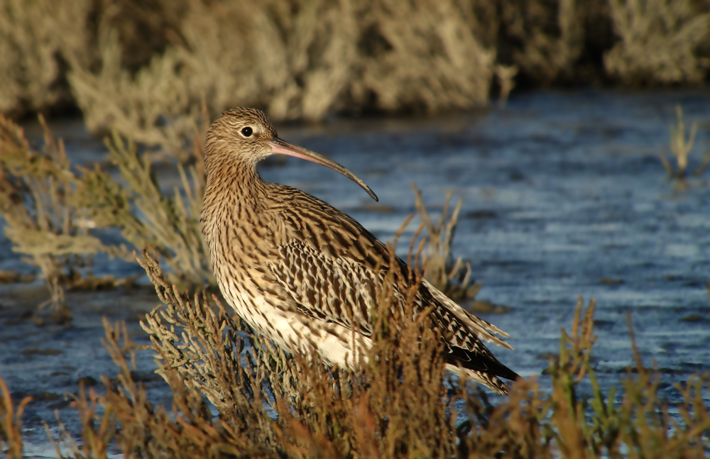 Großer Brachvogel