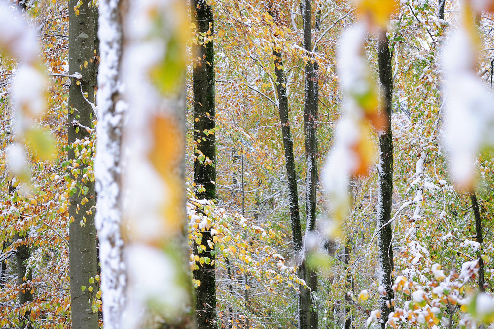 - Atelier Natur -