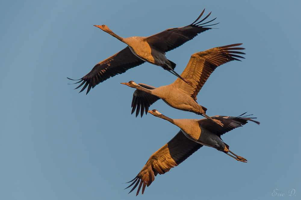 Abendlicher Familienheimflug