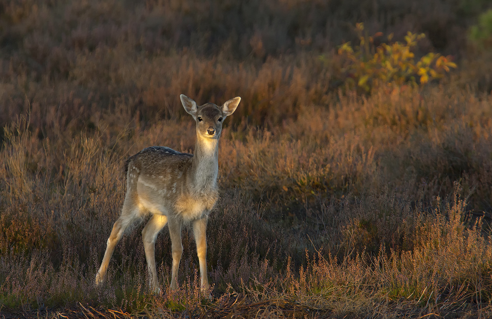 Ich habe Bambi gesehen