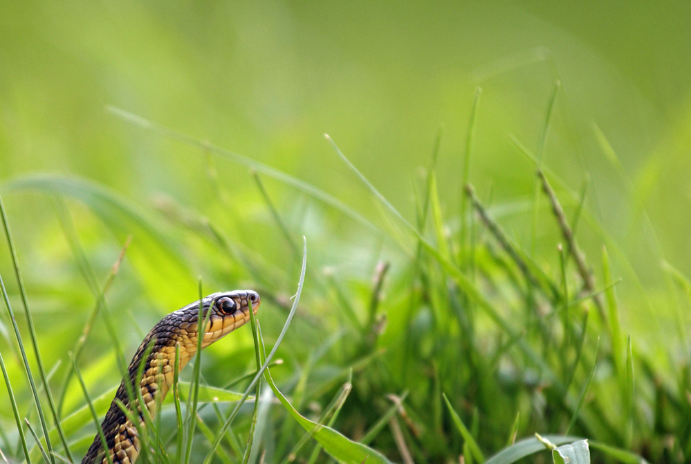 Gewöhnliche Strumpfbandnatter (Thamnophis sirtalis)