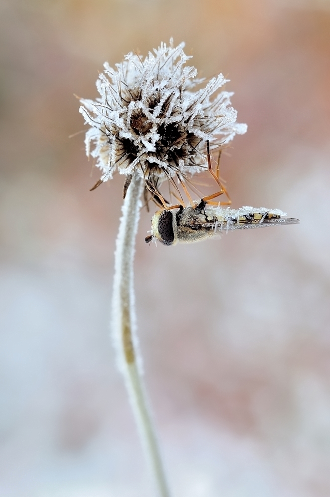 - 4°