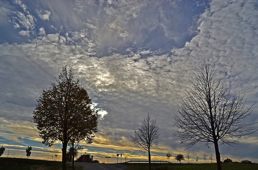 Herbst am Sonnenblumenfeld