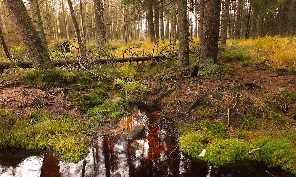 Unterwegs im Feenwald