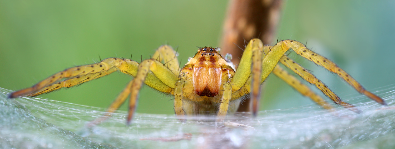 Gerandete Jagdspinne