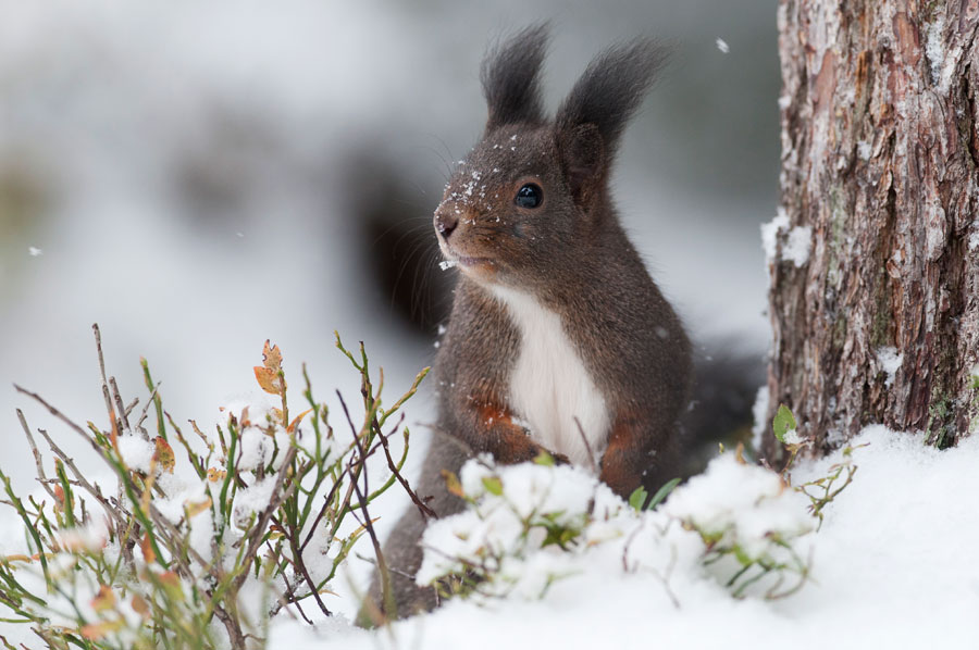 Europäische Eichhörnchen  (Sciurus vulgaris)