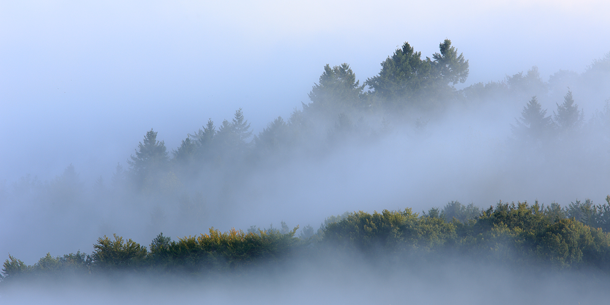 Foggy morning