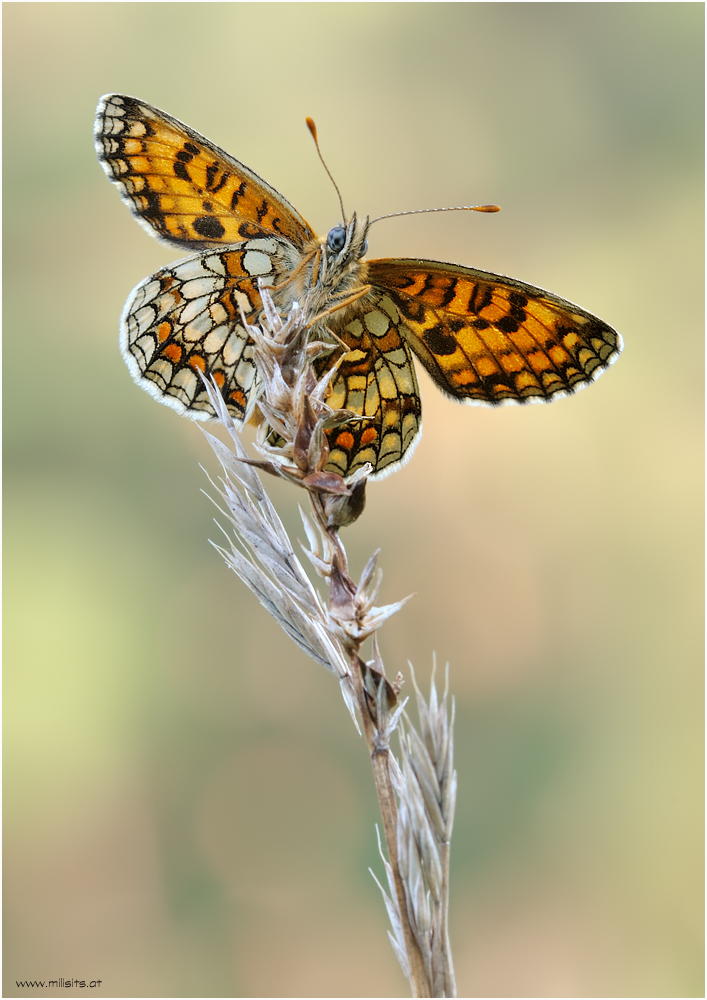Melitaea athalia