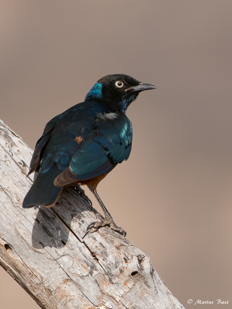 Dreifarbenglanzstar (Lamprotornis superbus)