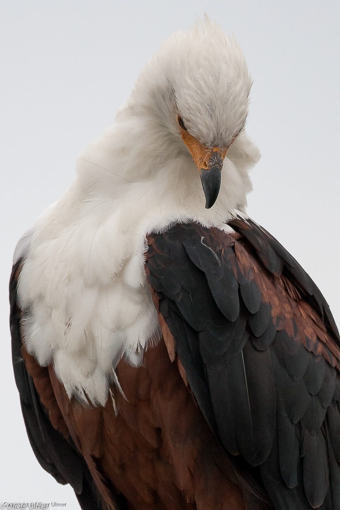 African Fish Eagle