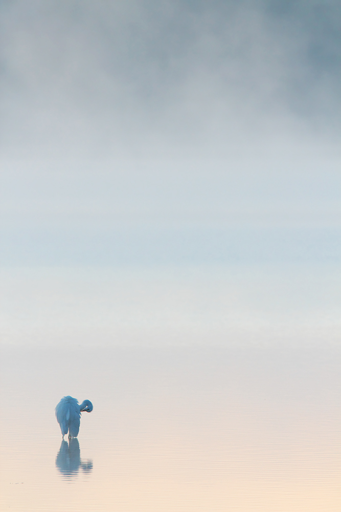 Gefiederpflege vor Sonnenaufgang