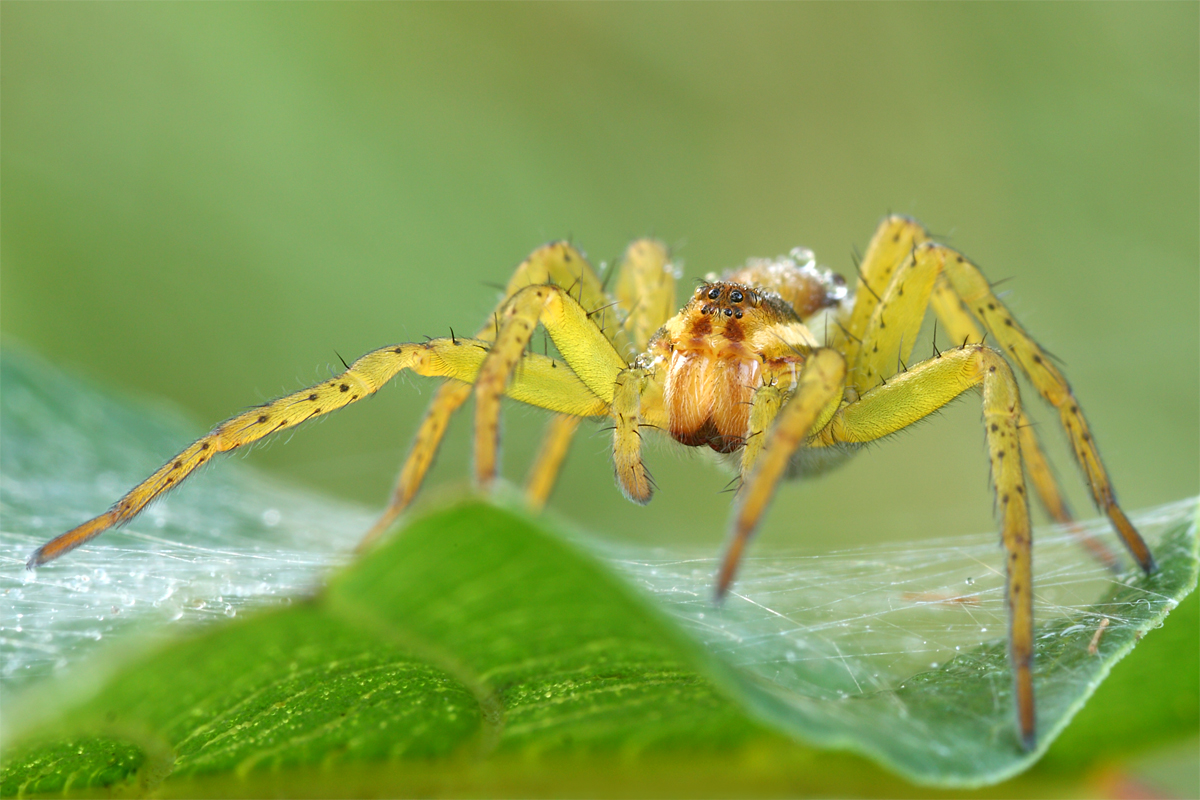 Gerandete Jagdspinne 2