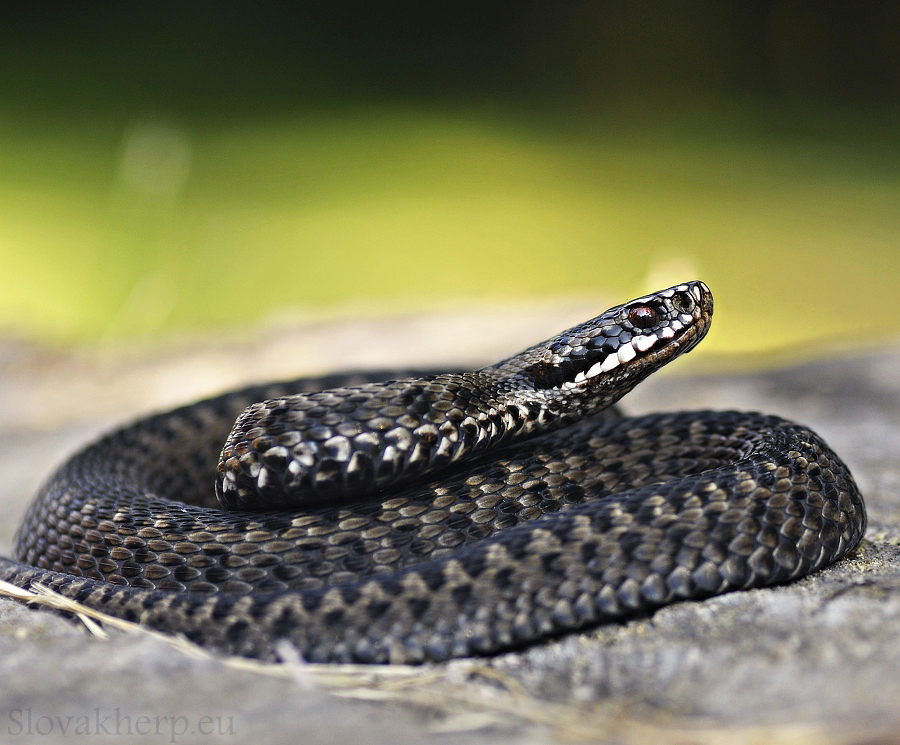 Vipera berus (Forum für Naturfotografen)