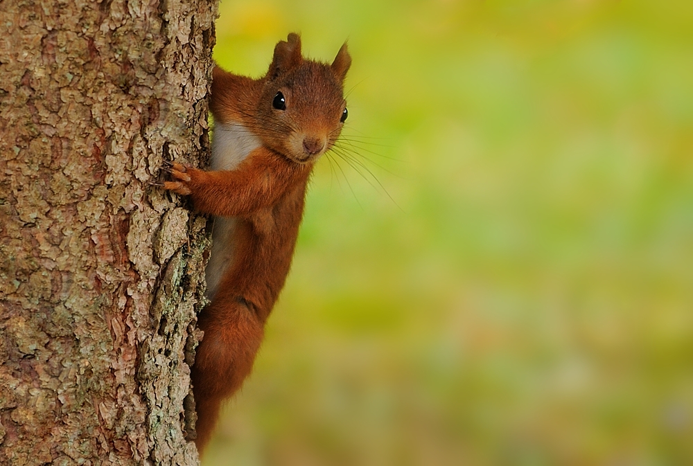 Der Checker