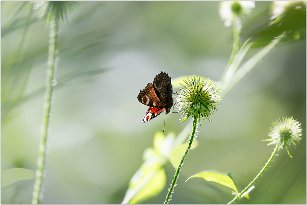 ...ein Hauch von Sommer...