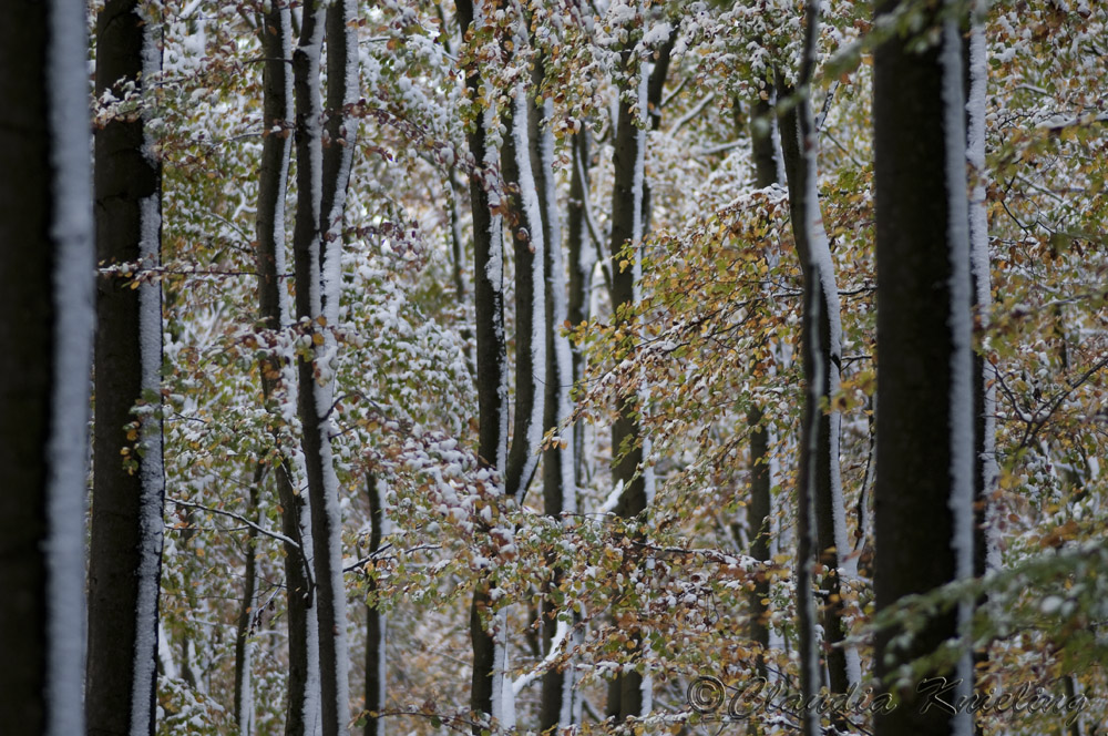 Herbst- Winterwald