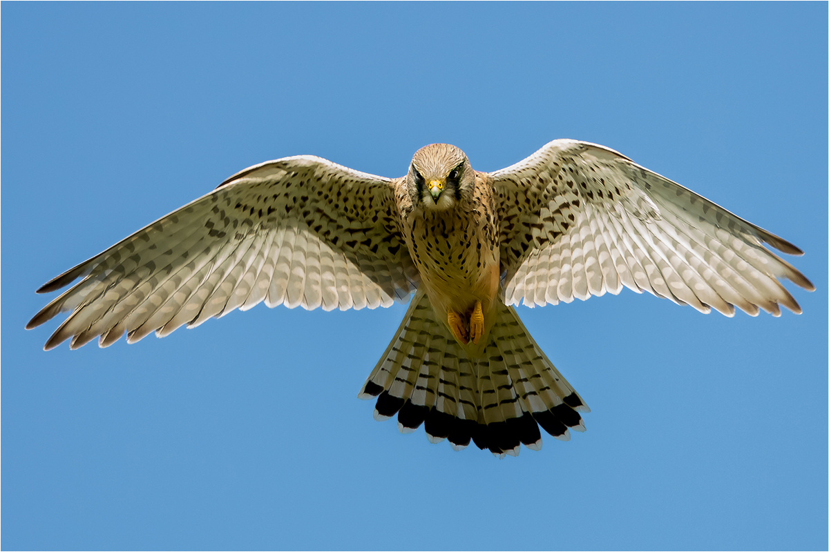 Turmfalke - Falco tinnunculus