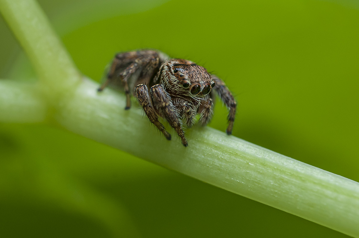 kleine Springspinne