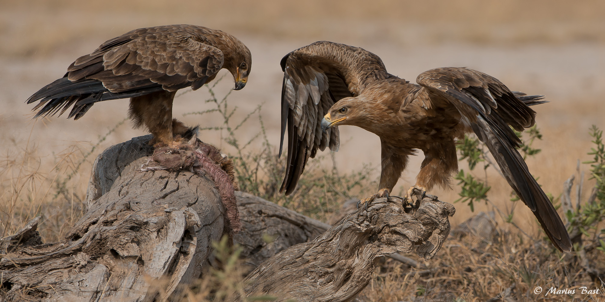Raubadler (Aquila rapax)