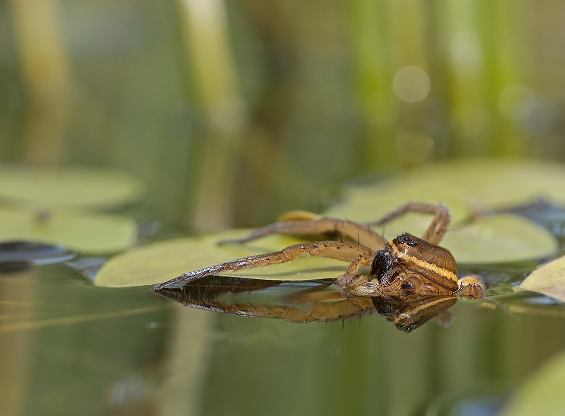 Gerandete Jagdspinne..