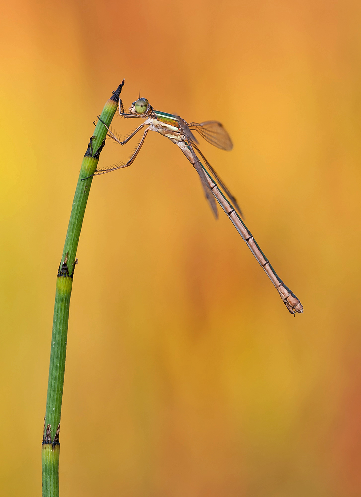 "Lestes barbarus"