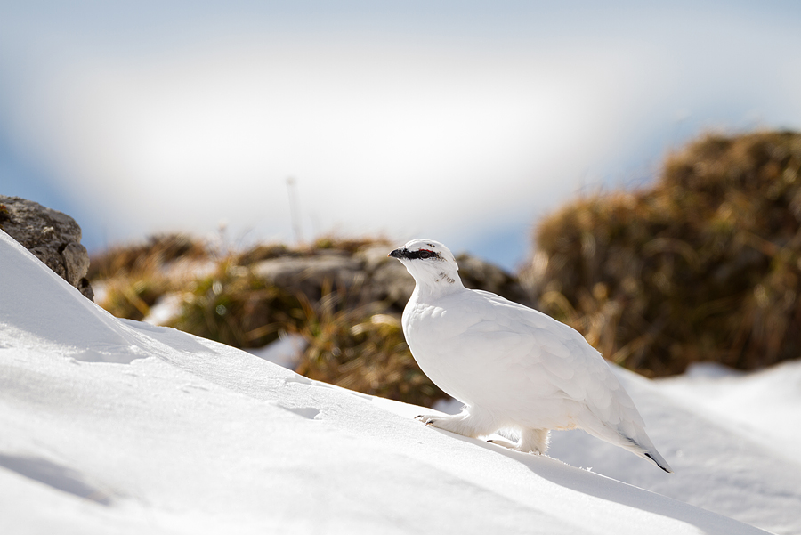 Alpenschneehuhn