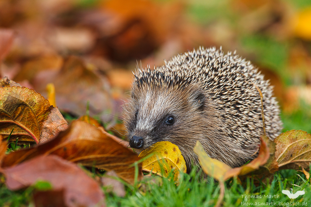 41+ Igel hintergrundbilder herbst bilder , Igel (Forum für Naturfotografen)