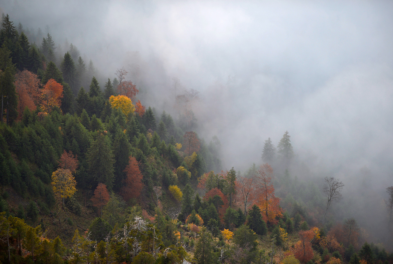 Herbstwald