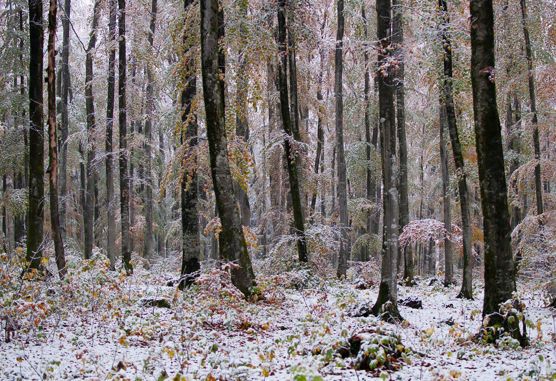 Am Tag als der Schnee kam