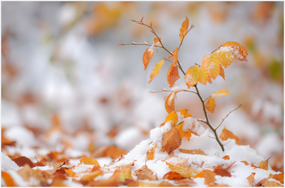 Kleines Bäumchen, vom Winter bedrängt